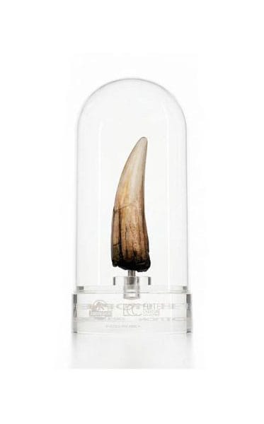 Jurassic Park III Réplica Prop 1/1 Spinosaurus Dente 14 cm Frikytopia
