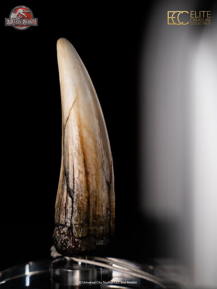 Jurassic Park III Réplica Prop 1/1 Spinosaurus Dente 14 cm